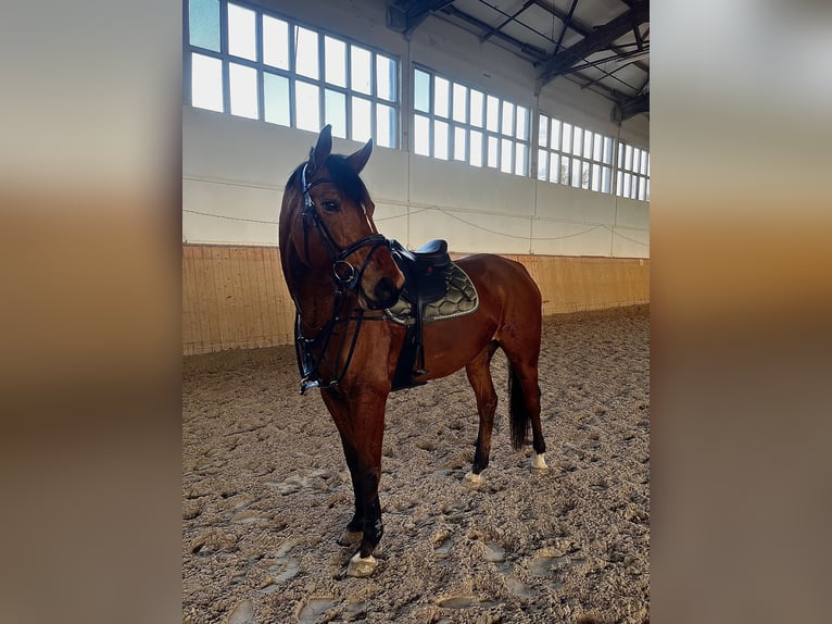 Deutsches Sportpferd Wallach 8 Jahre 177 cm Brauner in Burgst&#xE4;dtBurgst&#xE4;dt
