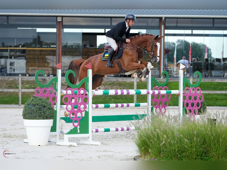 Deutsches Sportpferd Wallach 8 Jahre 177 cm Dunkelfuchs in Thessaloniki