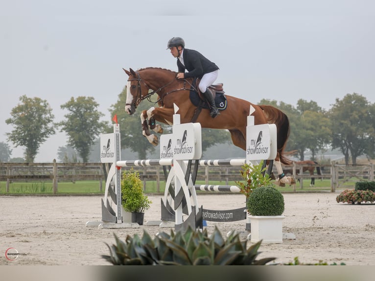 Deutsches Sportpferd Wallach 8 Jahre 177 cm Dunkelfuchs in Thessaloniki