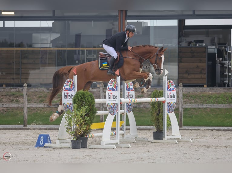Deutsches Sportpferd Wallach 8 Jahre 177 cm Dunkelfuchs in Thessaloniki