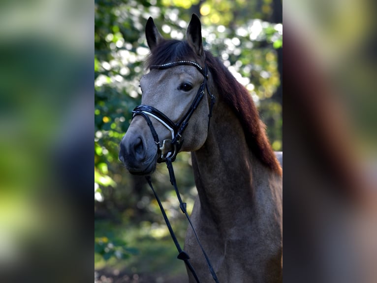 Deutsches Sportpferd Wallach 8 Jahre 178 cm Buckskin in Neumarkt in der Oberpfalz