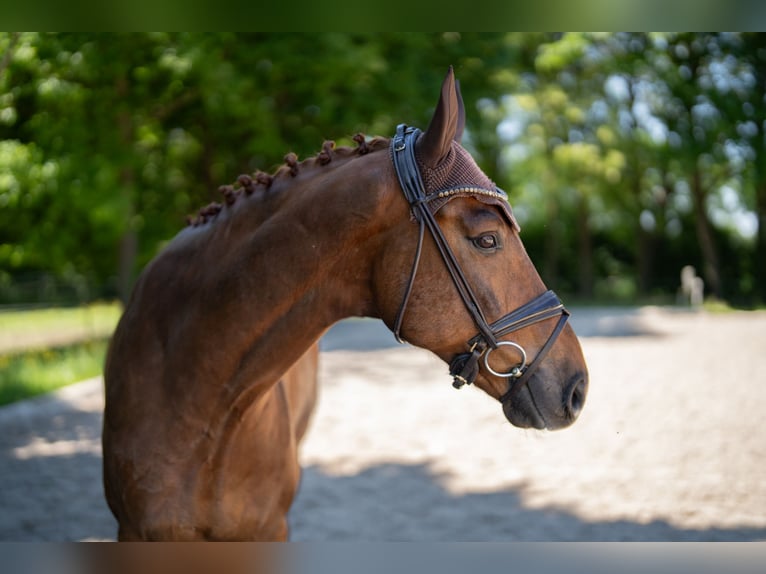Deutsches Sportpferd Wallach 8 Jahre 178 cm Fuchs in Kehl