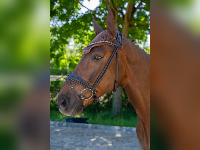 Deutsches Sportpferd Wallach 8 Jahre 178 cm Fuchs in Kehl