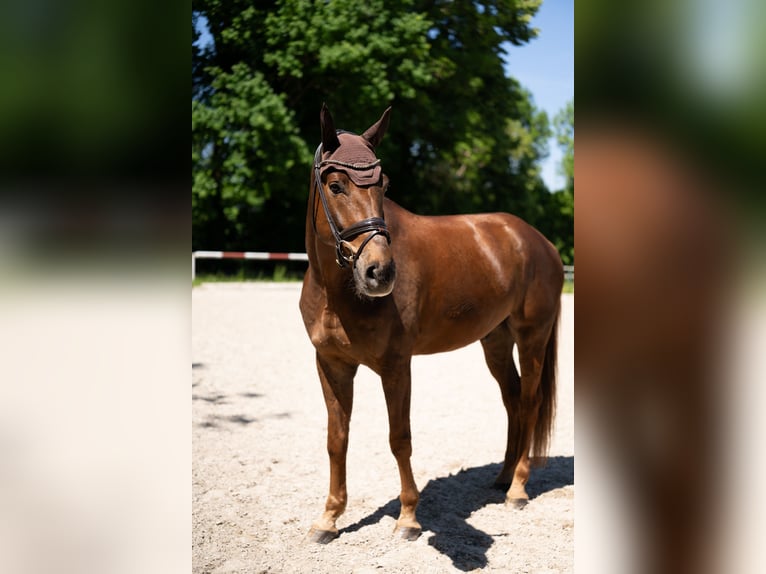 Deutsches Sportpferd Wallach 8 Jahre 178 cm Fuchs in Kehl