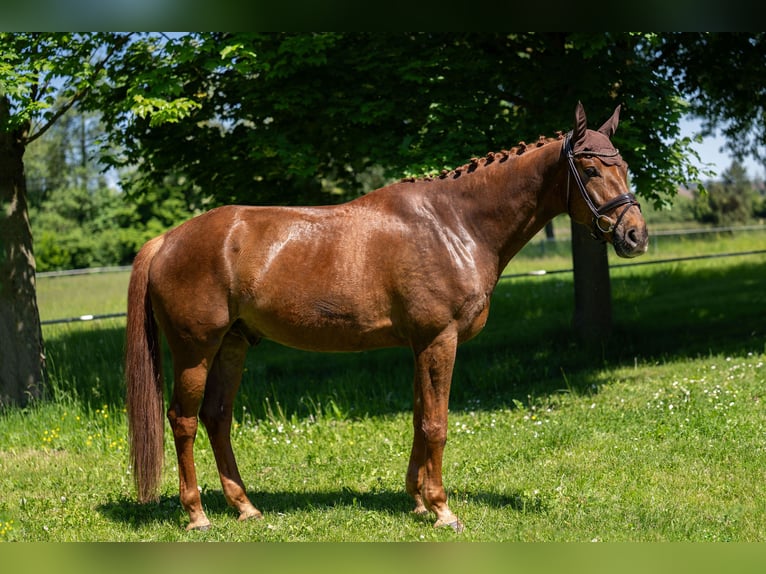 Deutsches Sportpferd Wallach 8 Jahre 178 cm Fuchs in Kehl