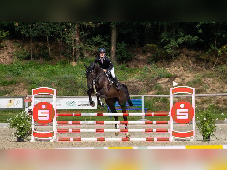 Deutsches Sportpferd Wallach 8 Jahre 178 cm Schwarzbrauner in Leipzig