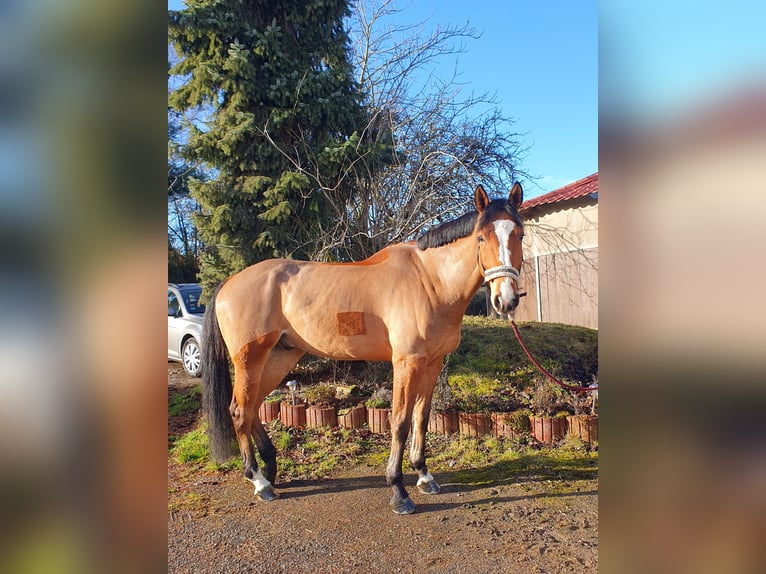 Deutsches Sportpferd Wallach 8 Jahre 179 cm Brauner in Wiernsheim