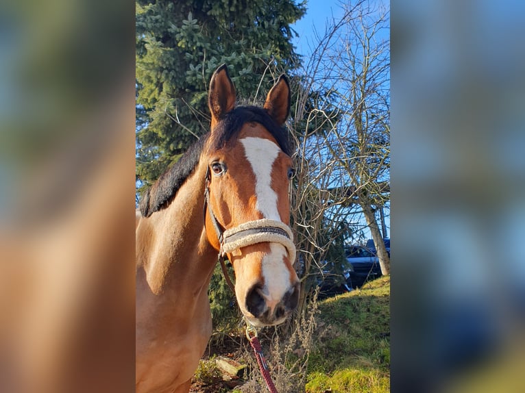 Deutsches Sportpferd Wallach 8 Jahre 179 cm Brauner in Wiernsheim