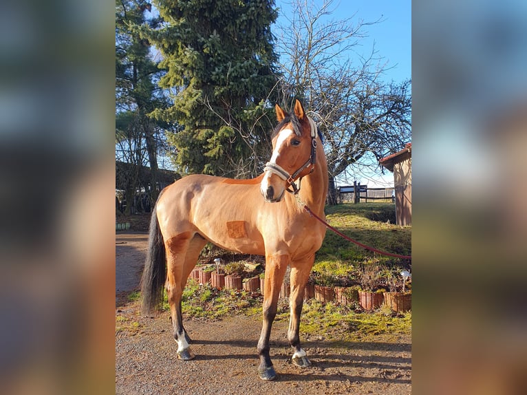 Deutsches Sportpferd Wallach 8 Jahre 179 cm Brauner in Wiernsheim
