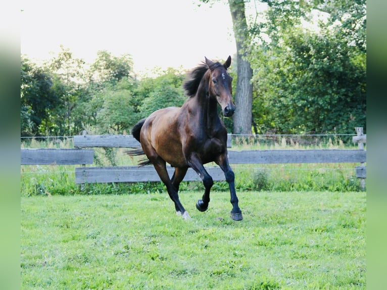 Deutsches Sportpferd Wallach 8 Jahre 179 cm Dunkelbrauner in Fehrbellin
