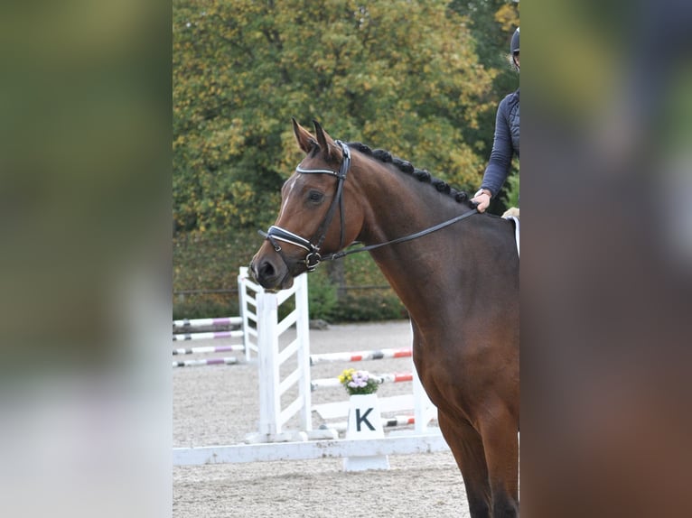 Deutsches Sportpferd Wallach 8 Jahre 183 cm Brauner in T&#xFC;bingen