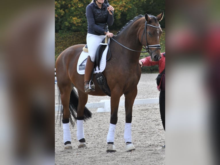 Deutsches Sportpferd Wallach 8 Jahre 183 cm Brauner in T&#xFC;bingen