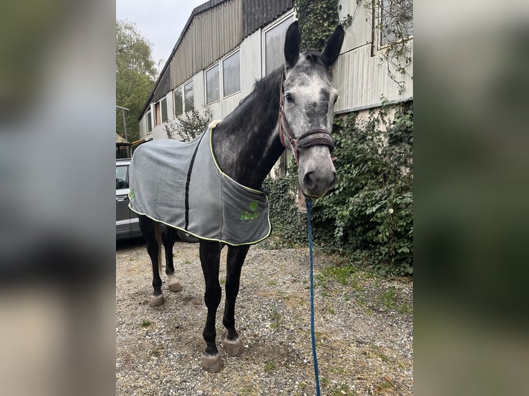 Deutsches Sportpferd Wallach 8 Jahre 183 cm Schimmel in Bruchweiler-Bärenbach