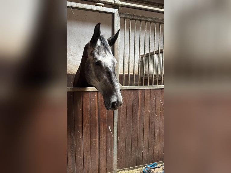 Deutsches Sportpferd Wallach 8 Jahre 183 cm Schimmel in Bruchweiler-Bärenbach