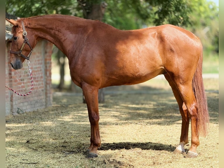 Deutsches Sportpferd Wallach 8 Jahre 198 cm Fuchs in &#xD6;cs&#xF6;d
