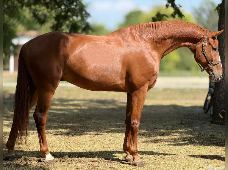 Deutsches Sportpferd Wallach 8 Jahre 198 cm Fuchs in &#xD6;cs&#xF6;d