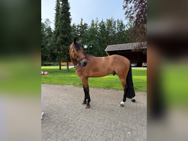 Deutsches Sportpferd Wallach 8 Jahre Brauner in Thuine