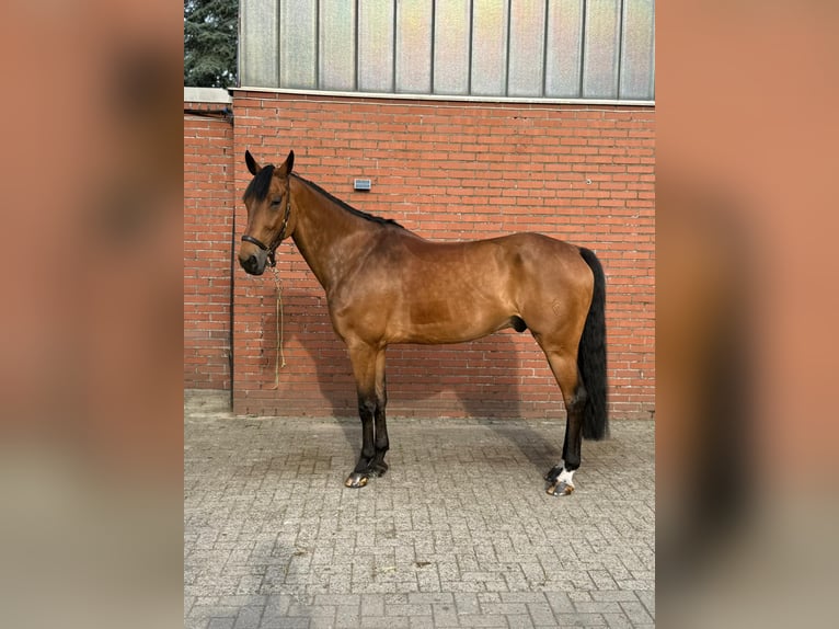 Deutsches Sportpferd Wallach 8 Jahre Brauner in Thuine