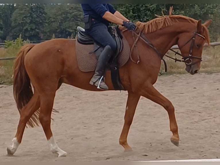 Deutsches Sportpferd Wallach 9 Jahre 158 cm Fuchs in Neustadt/Dosse