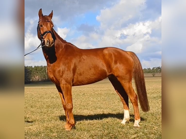 Deutsches Sportpferd Wallach 9 Jahre 158 cm Fuchs in Ringelsdorf