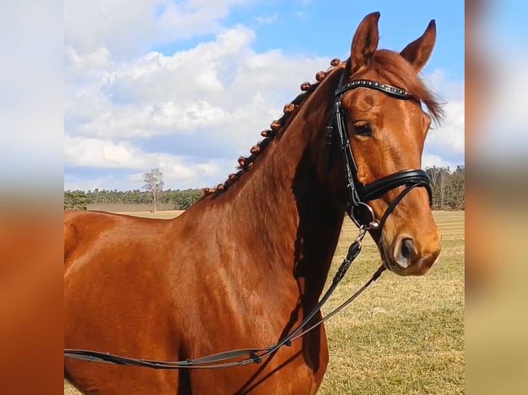 Deutsches Sportpferd Wallach 9 Jahre 158 cm Fuchs in Ringelsdorf