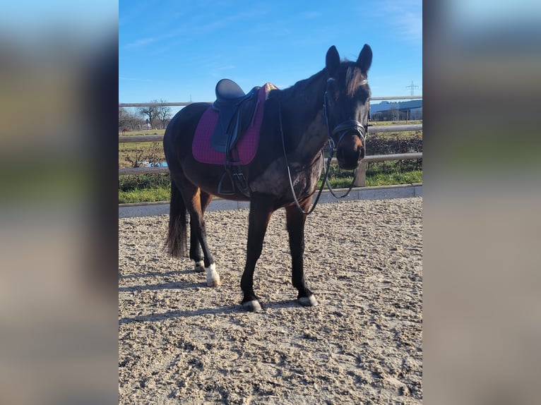 Deutsches Sportpferd Wallach 9 Jahre 160 cm  in Aichwald