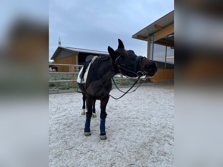 Deutsches Sportpferd Wallach 9 Jahre 160 cm  in Aichwald