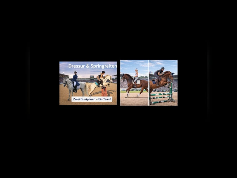 Deutsches Sportpferd Wallach 9 Jahre 160 cm in Essen