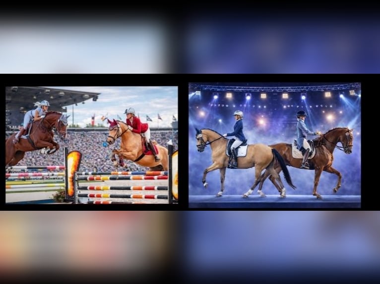 Deutsches Sportpferd Wallach 9 Jahre 160 cm in Essen