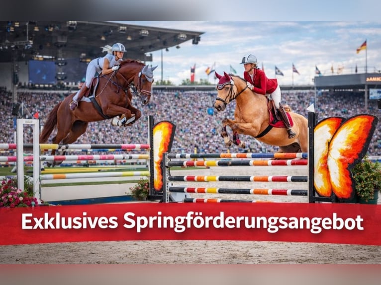 Deutsches Sportpferd Wallach 9 Jahre 160 cm in Essen