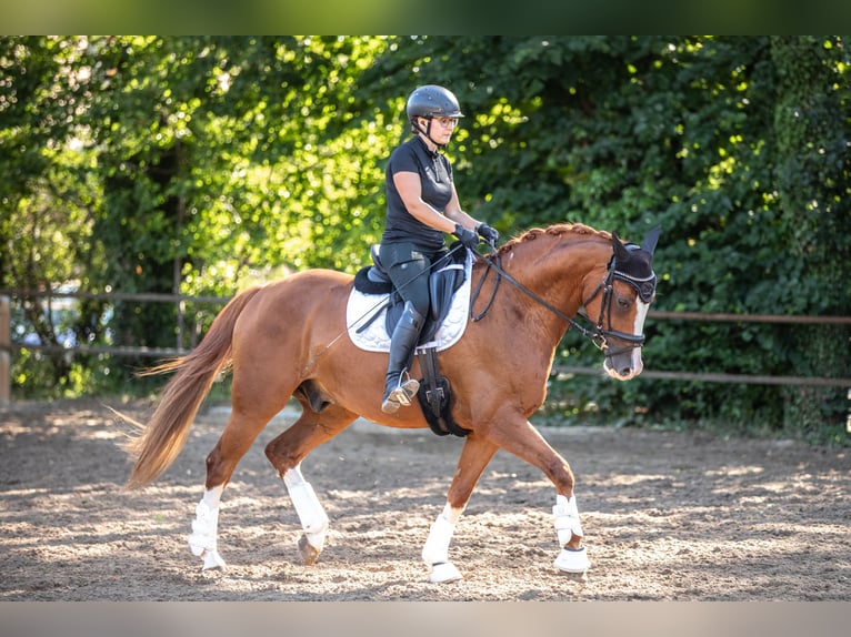 Deutsches Sportpferd Wallach 9 Jahre 162 cm Fuchs in Teublitz