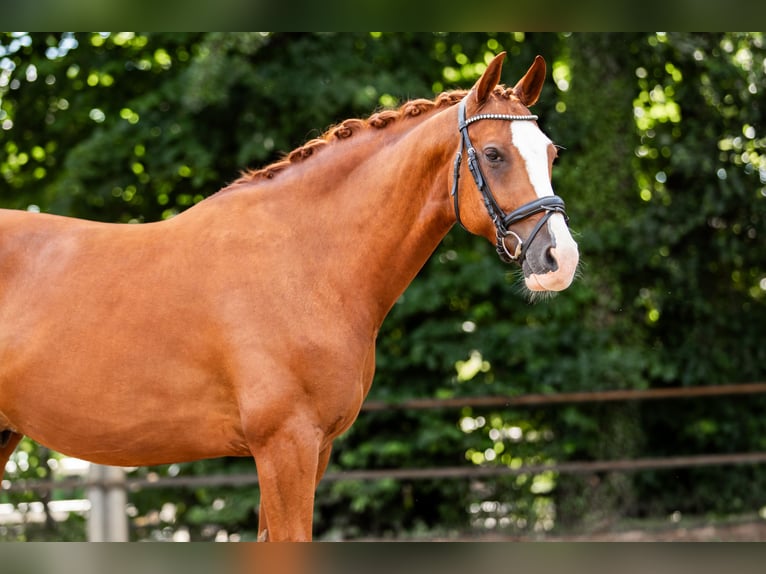 Deutsches Sportpferd Wallach 9 Jahre 162 cm Fuchs in Teublitz