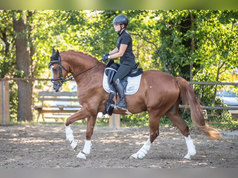 Deutsches Sportpferd Wallach 9 Jahre 162 cm Fuchs in Teublitz