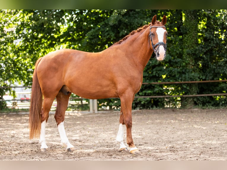 Deutsches Sportpferd Wallach 9 Jahre 162 cm Fuchs in Teublitz