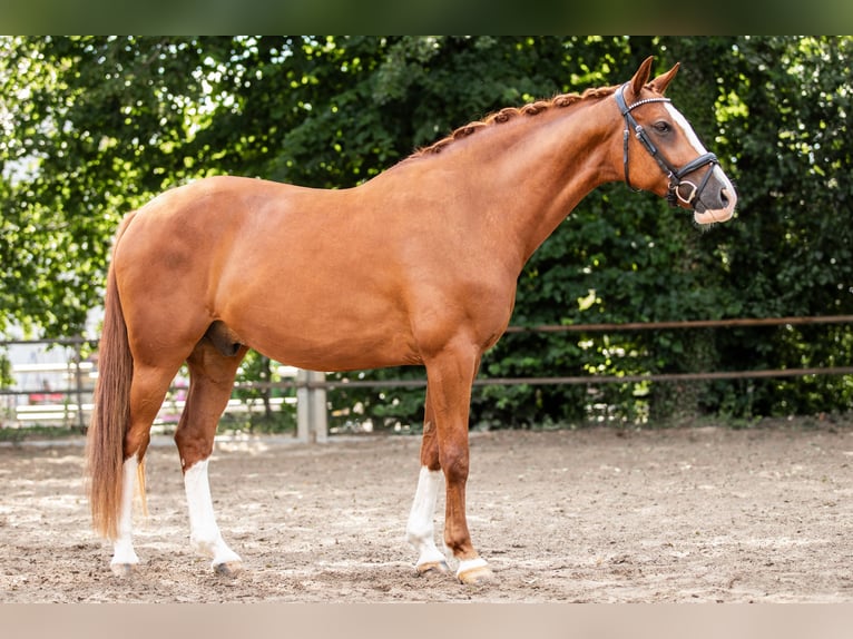 Deutsches Sportpferd Wallach 9 Jahre 162 cm Fuchs in Teublitz