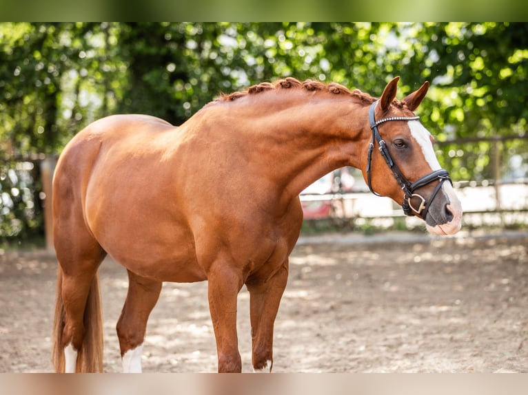 Deutsches Sportpferd Wallach 9 Jahre 162 cm Fuchs in Teublitz
