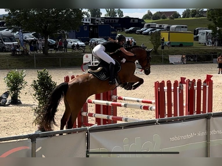 Deutsches Sportpferd Wallach 9 Jahre 163 cm Dunkelbrauner in Heroldsbach, Oesdorf Deutsches Sportpferd Wallach 9 Jahre 163 cm Dunkelbrauner in Heroldsbach, Oesdorf