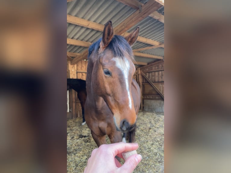 Deutsches Sportpferd Wallach 9 Jahre 163 cm Dunkelbrauner in Heroldsbach, Oesdorf Deutsches Sportpferd Wallach 9 Jahre 163 cm Dunkelbrauner in Heroldsbach, Oesdorf