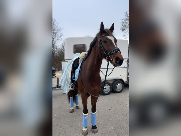 Deutsches Sportpferd Wallach 9 Jahre 163 cm Dunkelbrauner in Heroldsbach, Oesdorf Deutsches Sportpferd Wallach 9 Jahre 163 cm Dunkelbrauner in Heroldsbach, Oesdorf