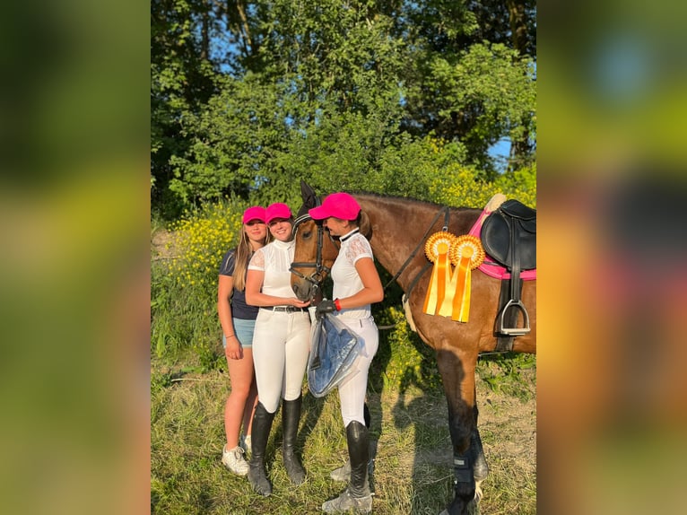 Deutsches Sportpferd Wallach 9 Jahre 163 cm Dunkelbrauner in Heroldsbach, Oesdorf Deutsches Sportpferd Wallach 9 Jahre 163 cm Dunkelbrauner in Heroldsbach, Oesdorf