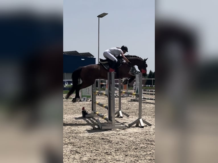 Deutsches Sportpferd Wallach 9 Jahre 163 cm Dunkelbrauner in Heroldsbach, Oesdorf Deutsches Sportpferd Wallach 9 Jahre 163 cm Dunkelbrauner in Heroldsbach, Oesdorf