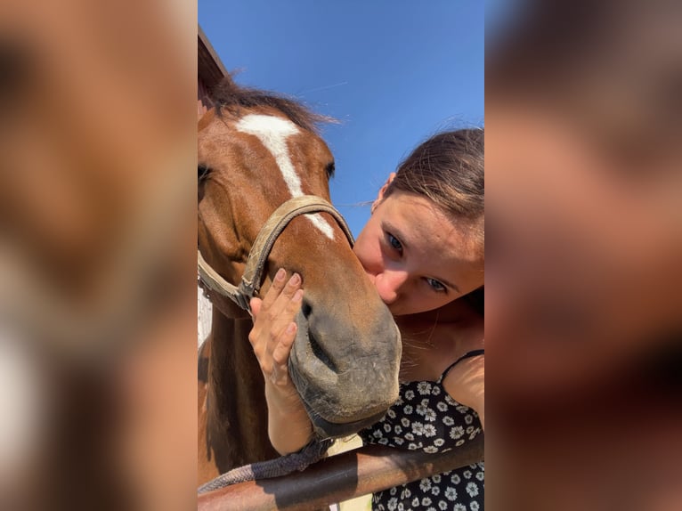 Deutsches Sportpferd Wallach 9 Jahre 163 cm Dunkelbrauner in Heroldsbach, Oesdorf Deutsches Sportpferd Wallach 9 Jahre 163 cm Dunkelbrauner in Heroldsbach, Oesdorf
