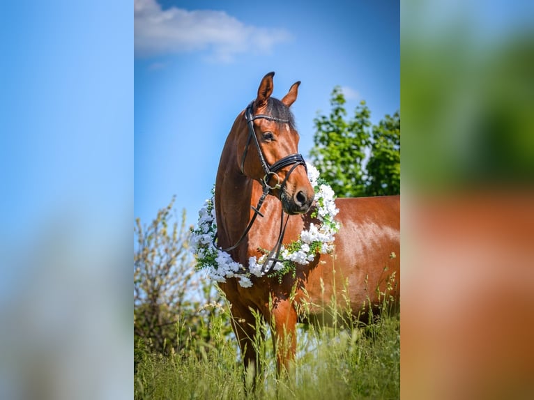 Deutsches Sportpferd Wallach 9 Jahre 164 cm Brauner in Ahrensfelde