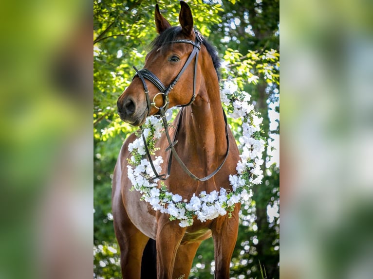 Deutsches Sportpferd Wallach 9 Jahre 164 cm Brauner in Ahrensfelde