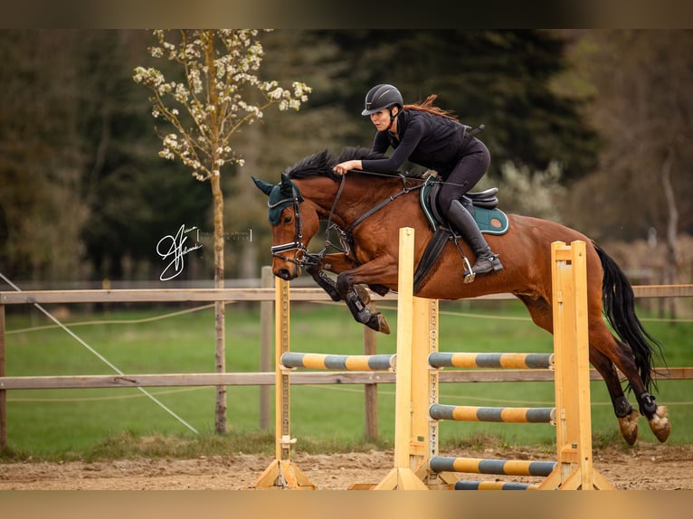 Deutsches Sportpferd Wallach 9 Jahre 164 cm Brauner in Ahrensfelde