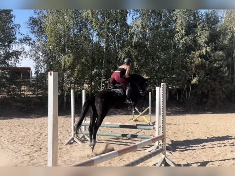 Deutsches Sportpferd Wallach 9 Jahre 164 cm Rappe in Reichenbach/Vogtland