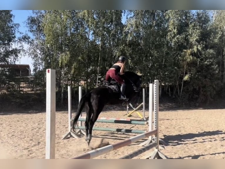 Deutsches Sportpferd Wallach 9 Jahre 164 cm Rappe in Reichenbach/Vogtland