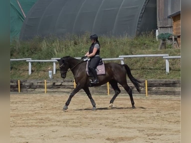 Deutsches Sportpferd Wallach 9 Jahre 164 cm Rappe in Reichenbach/Vogtland