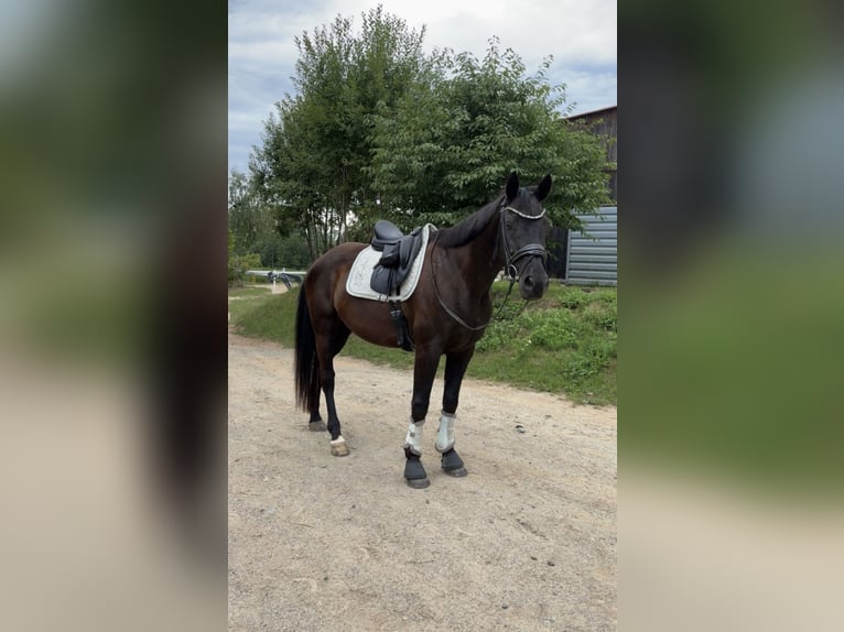 Deutsches Sportpferd Wallach 9 Jahre 164 cm Rappe in Reichenbach/Vogtland