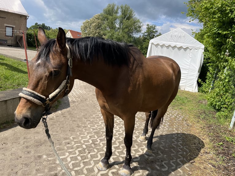 Deutsches Sportpferd Wallach 9 Jahre 165 cm Brauner in FrohburgElbisbach